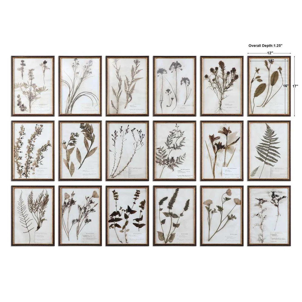 Botany Framed Prints- Set of 18