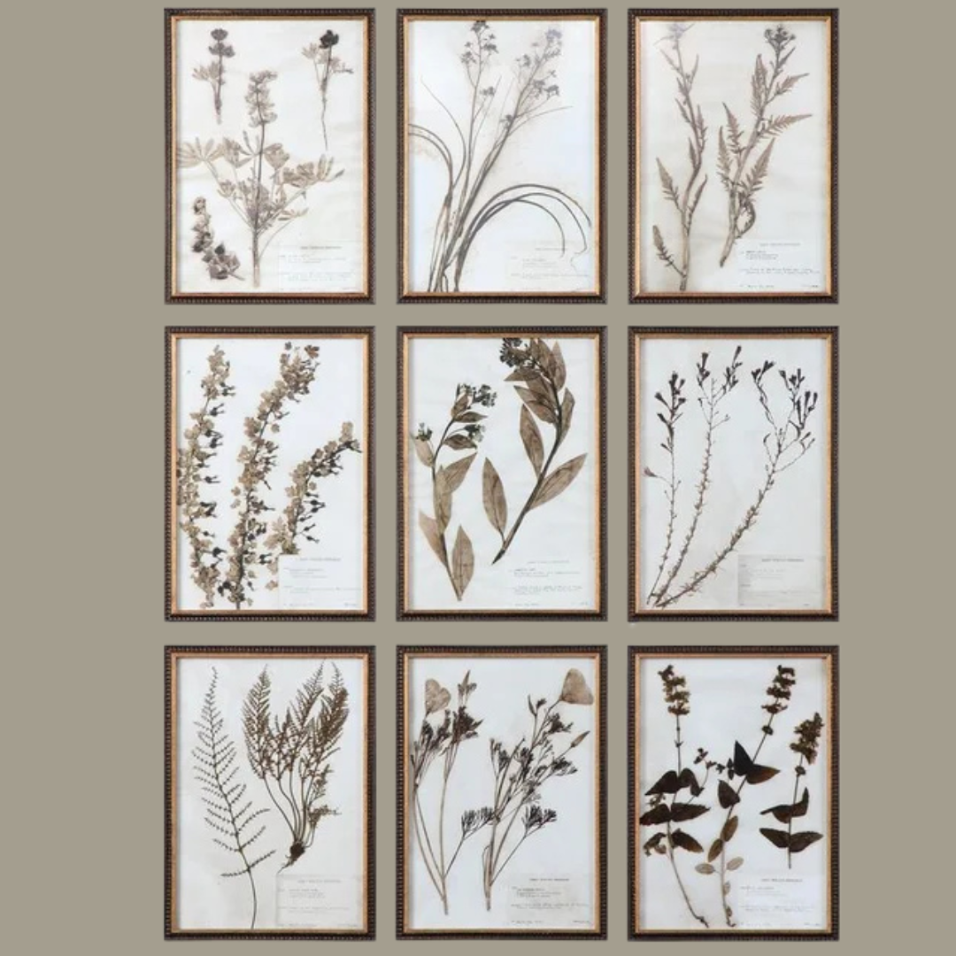 Botany Framed Prints- Set of 18