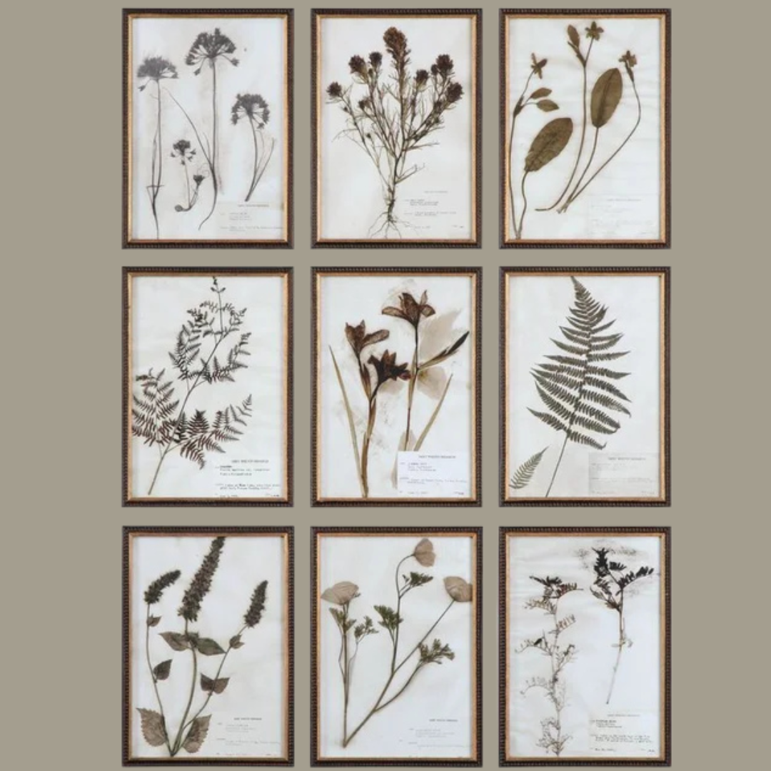 Botany Framed Prints- Set of 18